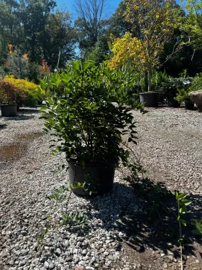 Amethyst Falls American Wisteria